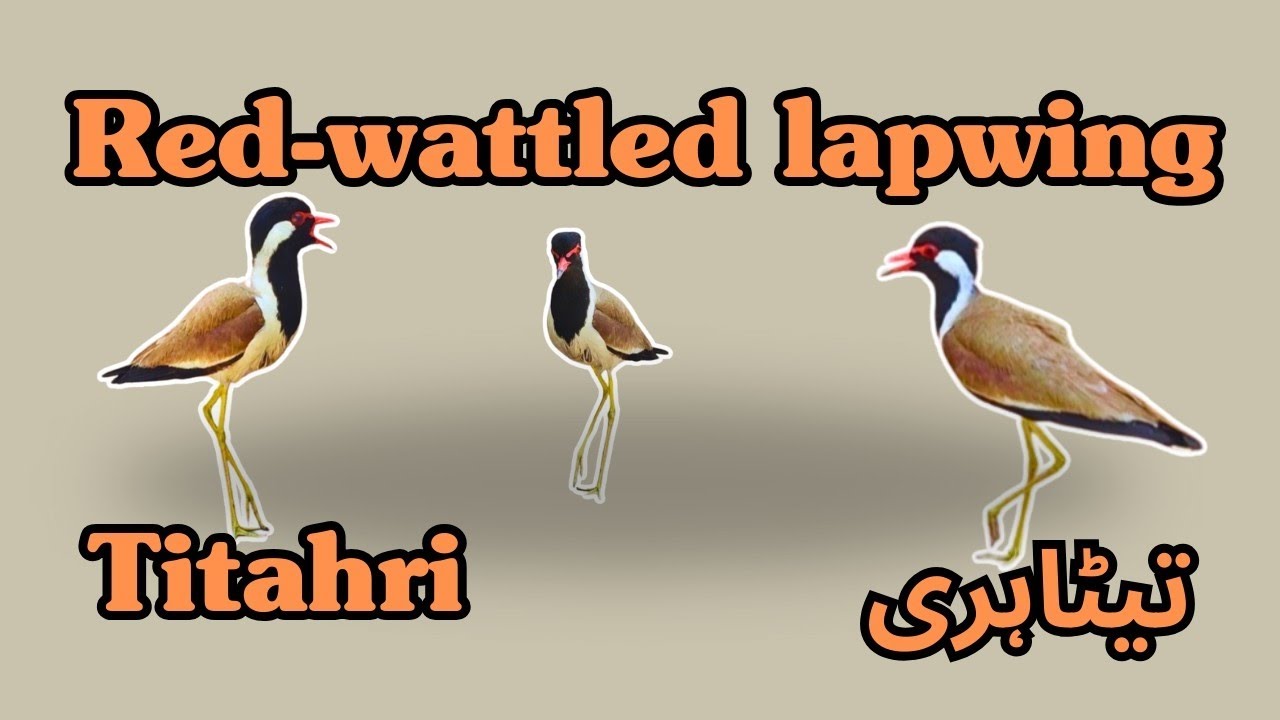 Titahri | تیٹاہری | Red-wattled lapwing | टिटहरी তিতাহরি # ...