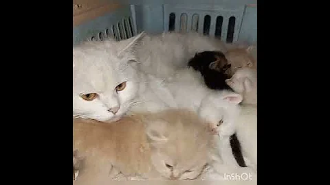 Watch the video about Persian Cat With Her Kittens #petsshorts