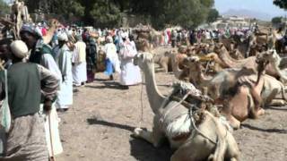 Eritrea  Tourismus  7  Keren Kamelmarkt  03-2011