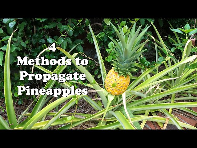 non variegated spider plant Shamrock Spider Plant (Chlorophytum comosum) 2.5 inch Pot - Non-Variegated, Solid Green Spider Plant