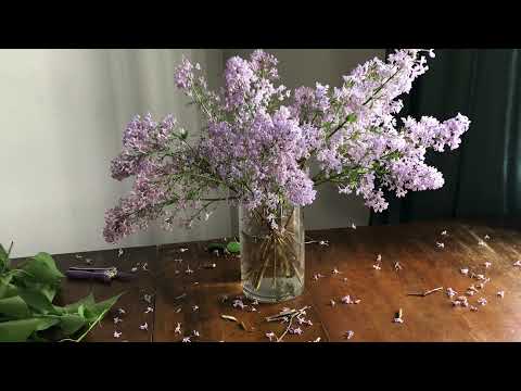 Video: What To Do To Keep The Lilac In A Vase For A Long Time