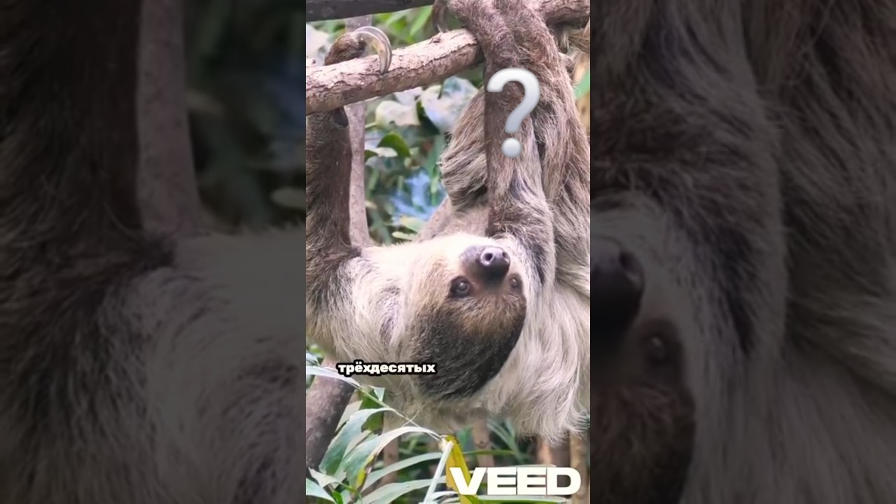 🐢 Не спеши смотреть! ТОП-5 самых медленных существ Земли! 🐌 