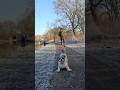 Nope #funnydogmoments #playfulpup #doglife #animalshorts #dog