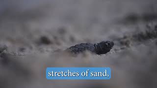 Barbados Sea Turtle Hatchlings