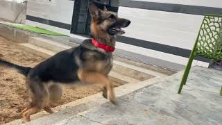 World's biggest gsd/aggressive german shepherd barking 🥵😡🔥🔥