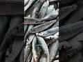 சாளை மீன் 🔥🔥 #viralvideo #fish #fish #movies #fishing #food #love #newvideo
