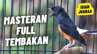 MURAI BATU GACOR FULL ISIAN TEMBAKAN MEWAH SANGAT AMPUH MELATIH MURAI BATU BONGKAR ISIAN