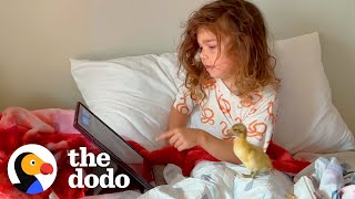 Little Girl And The Baby Duck She Rescued Are Now BFFs | The Dodo
