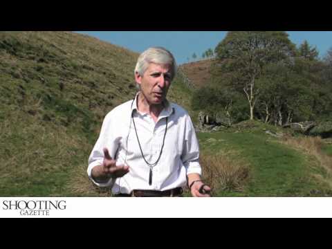 gundog-training---basic-heel-work