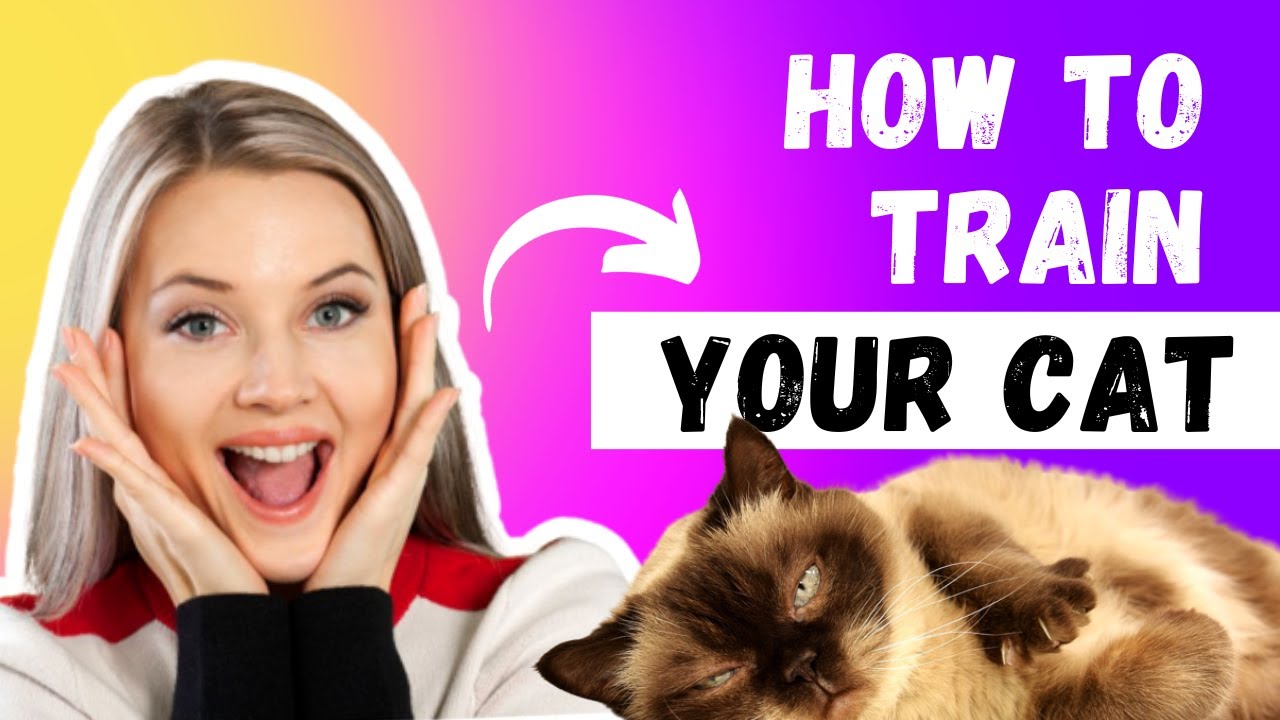 how to train a cat for beginners ? YouTube