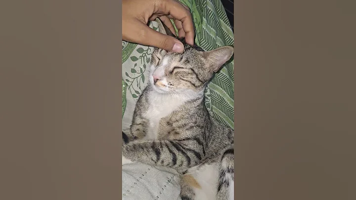 Watch the video about No caption #song #dance #music #cat #turkishcat #catfunny #catvideos#catlover #funny #cat #beautiful