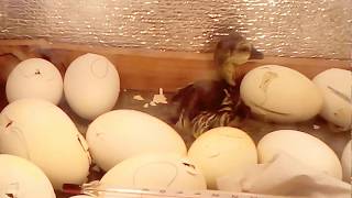 Инкубация гусят - танцы на яйцах!