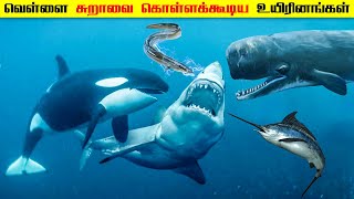 7 Deadly Animals that can kill a Great White Shark in Tamil | Savage Empire