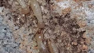 Termites are active all year around.