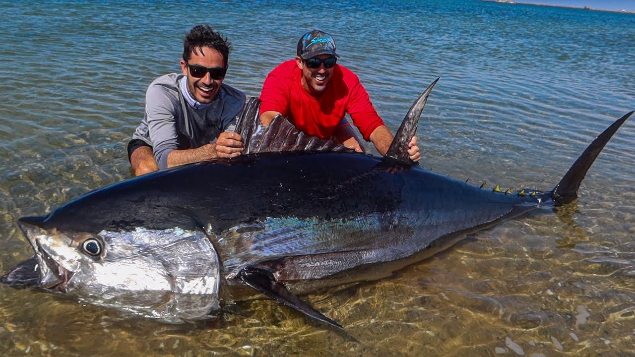 giant bluefin tuna