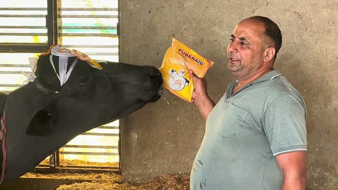 Result of Puberaid powder and Enerboost strong 