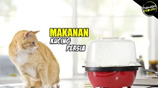 Inilah 5 Rekomendasi Merek Makanan Kucing Persia