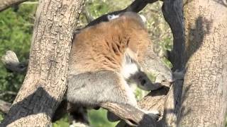 Ring-tailed Lemur Call by Silver Cross Fox 20,036 views 11 years ago 1 minute, 47 seconds