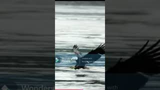 #motivation #sayari #eagle#trending #viral #lyrics#music #subscribe #support#video#motivationsayari.