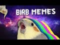 10 MIN OF DANK BIRB MEMES