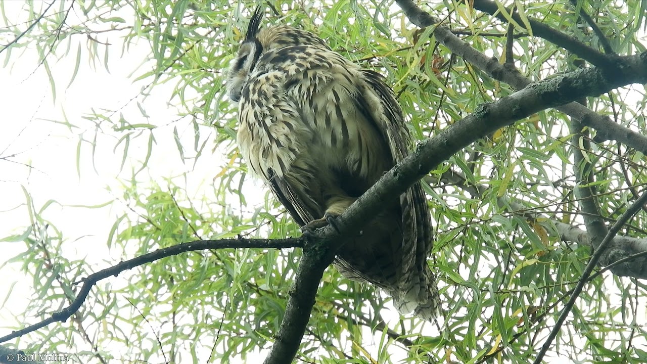 Buho Asio clamator estirandose