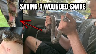Rescuing a Badly Injured Snake We Found Outside!