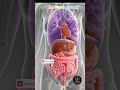 के बढ़ने पर माँ के Organs कहाँ चले जाते हैं? 😱🤰 | Pregnancy Explained”