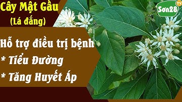 Sơn28TV| Cây mật gấu hỗ trợ điều trị bệnh tiểu đường, tăng huyết áp