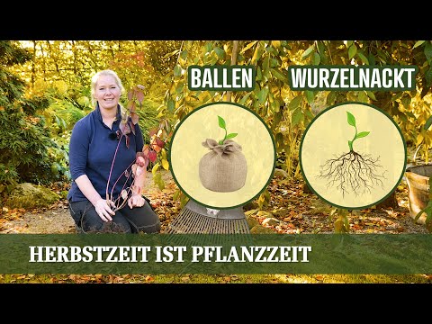 Video: Wie pflanzt man Brokkoli im Herbst?