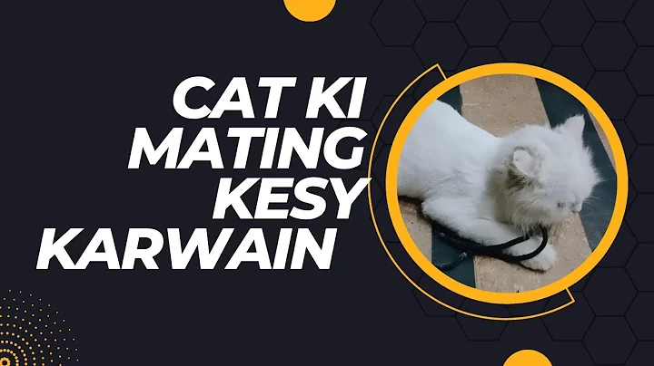 Watch the video about Ist Matting In Cat | How To Breed A Persian Cat | Tips For Cat Mating | Persian Cat Breeding