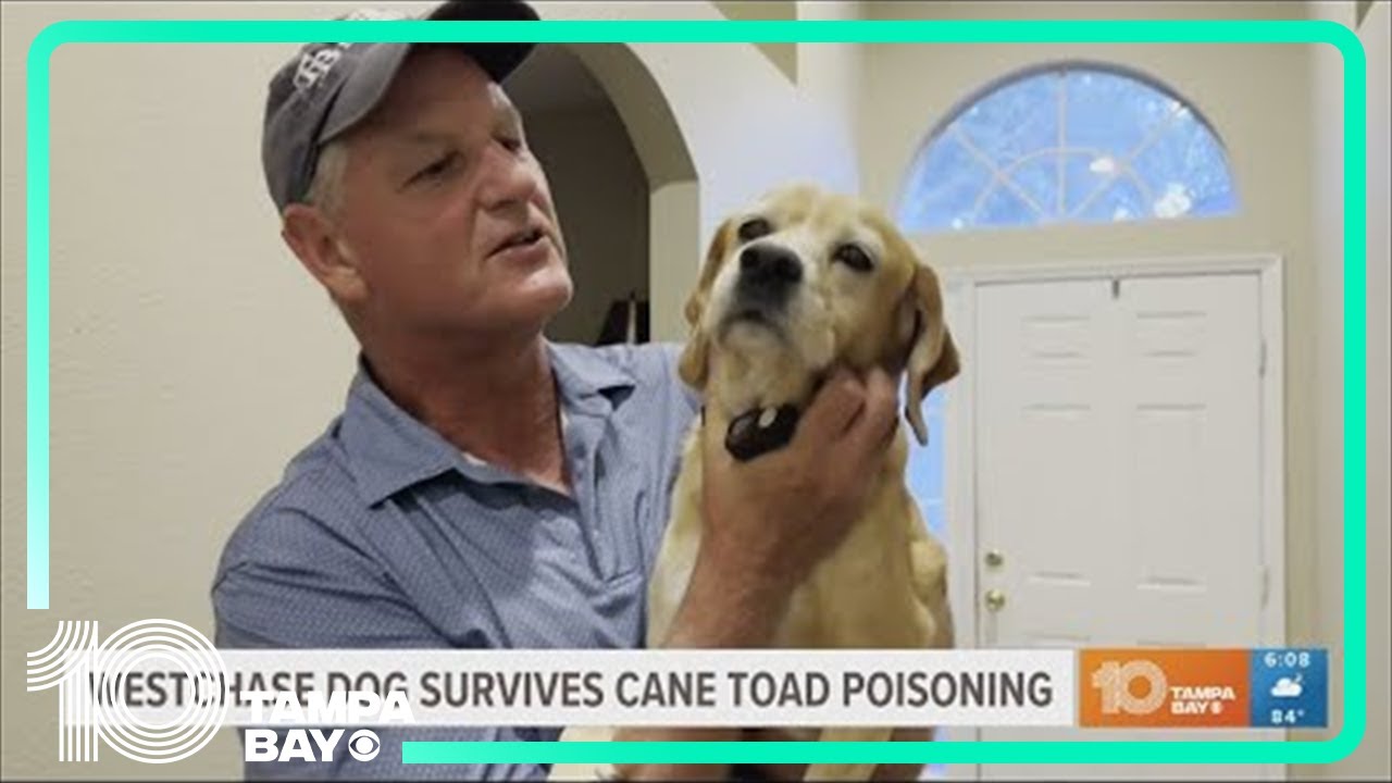 Westchase family says dog recovering after cane toad poisoning youtube