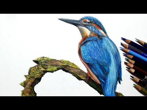 色鉛筆でカワセミを描いてみた リアルな絵 Realistic Colored Pencil Drawing Of A Kingfisher Youtube