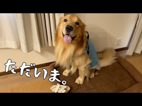 祝退院 パワーアップして帰ってきたゴールデンレトリバーベンツ Youtube