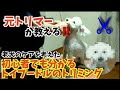 元トリマーの初心者でも分かるトリミング解説(老犬のトリミングのやり方)！！