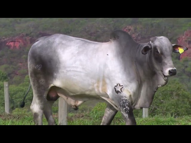 Lote 45   3112  -  Fazenda Modelo