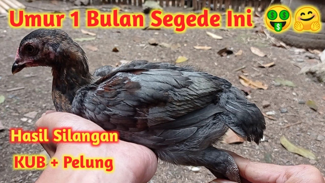 Ayam Hasil Silangan KUB + Pelung Cocok untuk Kejar Bobot Pedaging