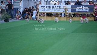 Corgis sprint, bark and dress up on race day in Vilnius