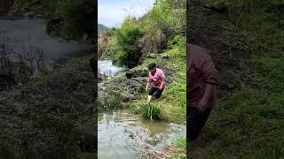 Catching Fresh Fish & Shrimp in Wild River! 😱 #Shorts