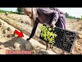 Hari Mirch K Plant | Village Life