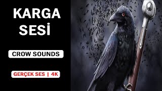Gerçek Karga Sesleri Yüksek Kalite | Crow Sounds in High Quality | 4K