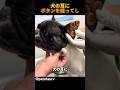 犬の耳にボタンを縫ってし