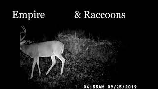 CRAZY big tall 14 point buck on video