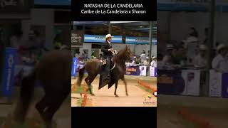 NATASHA DE LA CANDELARIA HIJA DE CARIBE #pasofino #horse #shortsvideo #caballos