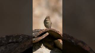Rock Sparrow Song #shorts