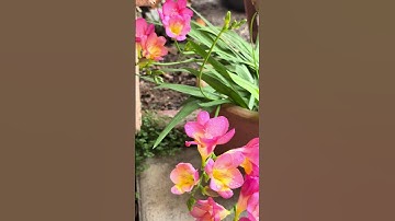 Thumbnail of Freesia Flowers still Standing Strong in the Rain #flowers #freesia #shorts