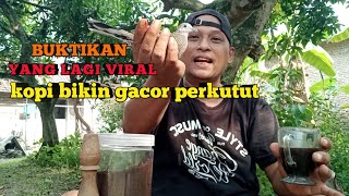 VIRAL!!! KOPI BISA MENGGACORKAN PERKUTUT LOKAL