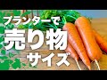 【人参栽培の決定版!】“特大”人参を収穫する為の5つの極意|人参の育て方