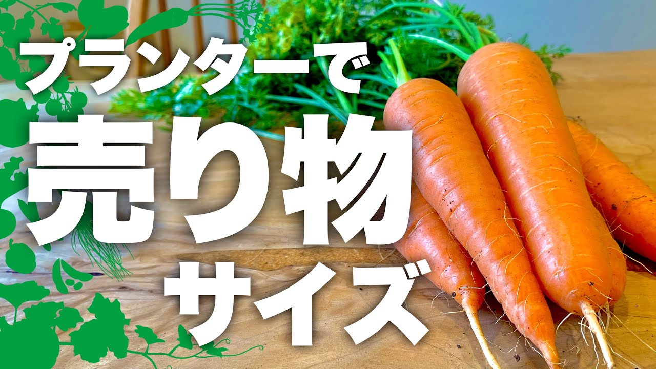 【人参栽培の決定版！】“特大”人参を収穫する為の5つの極意|人参の育て方