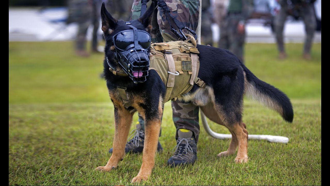 Uko IMBWA zirusha abantu ubwenge by MWANAFUNZI Ismael