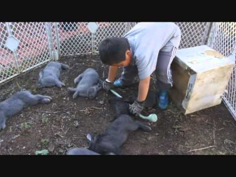 Kids learning to kill and butcher rabbits - disturbing